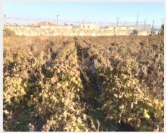  2024Ÿ54028  ý ؼ  7-2      ()