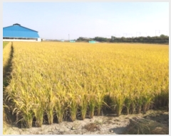  2024Ÿ3655  ý  â 539-15      ()