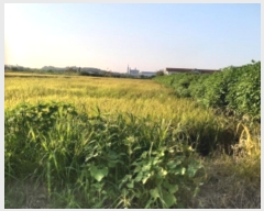  2024Ÿ��3785 ��� ���ý� ������ �±��� 748-1      ����(��)���