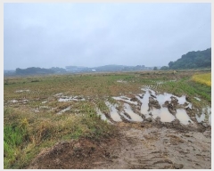  2024Ÿ��52046 ��� ���ý� ������ ������ 397-1      ����(��)���