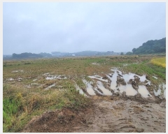  2024Ÿ��52046 ��� ���ý� ������ ������ 397-1      ����(��)���