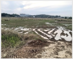  2024Ÿ��52046 ��� ���ý� ������ ������ 397-1      ����(��)���