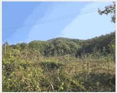  2024Ÿ��2643 ���� ȫõ�� ���͹̸� ��� 10      ����(��1)���