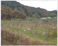  2024Ÿ��2643 ���� ȫõ�� ���͹̸� ��� 10      ����(��1)���