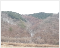  2024Ÿ50147  ȫõ ̸ 峲 41      (Ӿ)