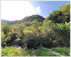  2024Ÿ2186  ȫõ   1109      (1)