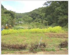  2024Ÿ��54705 ���� ȫõ�� ���� ȭ���� 909      ����(��)���