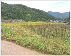  2024Ÿ1667  ô ̷θ õ⸮ 162-4      ()