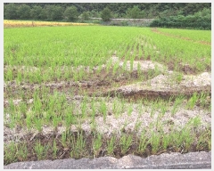  2024Ÿ1667  ô ̷θ õ⸮ 162-4      ()