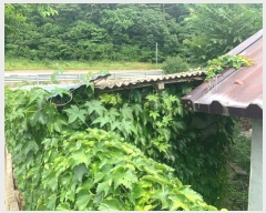  2024Ÿ52825    긮 536      ()