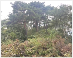  2024Ÿ54548    Ӱ 99      (Ӿ)