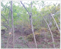  2024Ÿ1728  ô  372-2       (Ӿ)