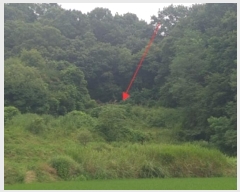  2024Ÿ1981  ֽ  ȸ 11      ()