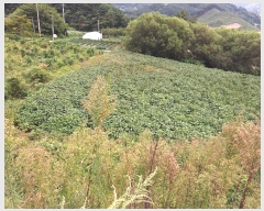  2024Ÿ2540  Ⱦ г ׸ 492-10      (1)