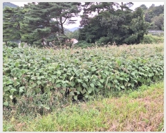  2024Ÿ2540  Ⱦ г ׸ 492-10      (1)