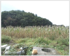  2024Ÿ��2687 ���� Ⱦ���� �г��� ���ϸ� 7      ����(��1)���