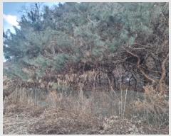  2024Ÿ��3413  �����