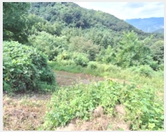  2024Ÿ404139  ֽ ͷ  235-2      (1)