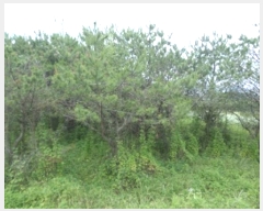  2024Ÿ403402  ֽ ౸ 615-4       ()