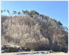  2024Ÿ��405392 ���� Ⱦ���� ��õ�� �ϴ븮 38      ����(��1)���