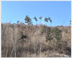  2024Ÿ��405392 ���� Ⱦ���� ��õ�� �ϴ븮 38      ����(��1)���