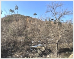  2024Ÿ��405392 ���� Ⱦ���� ��õ�� �ϴ븮 38      ����(��1)���