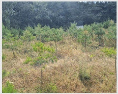  2024Ÿ��2878 ���� ���ֽ� �ͷ��� �ͷ��� 44-8      ����(�Ӿ�)���