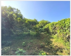  2024Ÿ404573  ֽ ʸ 縮 137-13      (Ӿ)