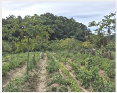  2024Ÿ��407183  ����