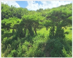  2024Ÿ2229  ֽ ʸ 帮 1152-4      (1)