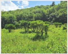  2024Ÿ2229  ֽ ʸ 帮 1152-4      (1)