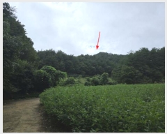  2024Ÿ11806  籺 ϸ  196-2      (Ӿ)