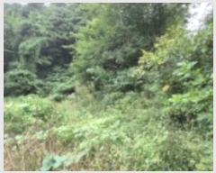  2024Ÿ11806  籺 ϸ  196-2      (Ӿ)