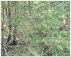  2024Ÿ11806  籺 ϸ  196-2      (Ӿ)