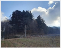  2024Ÿ��1949 ���� ������ ���� ������ ��260-2      ����(�Ӿ�)���