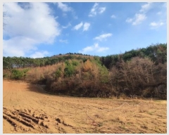  2024Ÿ��1949 ���� ������ ���� ������ ��260-2      ����(�Ӿ�)���