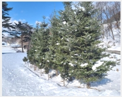  2024Ÿ1956  â ɸ Ⱦ踮 688-5      ()