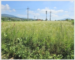  2024Ÿ32080  â ɸ Ⱦ踮 279-93      ()