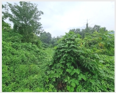  2024Ÿ��3414 ��� û�ֽ� ��籸 ���ϵ� 7-1      ����(��1)���