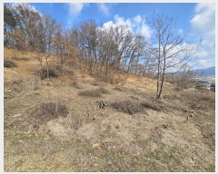  2024Ÿ51536   ȸ ȭ 217      ()