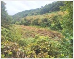  2024Ÿ61717  ûֽ 籸 ̿  45     ()