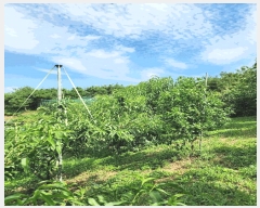  2024Ÿ��2537  �����