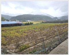  2024Ÿ��35131 ��� ���ֽ� ������ ���Ÿ� 335-3      ����(��1)���