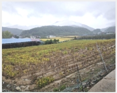  2024Ÿ��35131 ��� ���ֽ� ������ ���Ÿ� 335-3      ����(��1)���