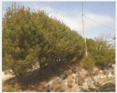  2024Ÿ��982  ���ð��