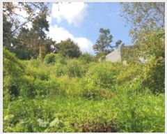  2024Ÿ2452    õ 575-9      ()