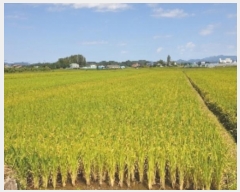  2024Ÿ��2612  ����