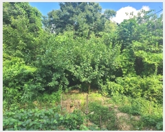  2024Ÿ33753  ֽ   790-2      (Ӿ)