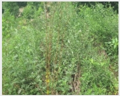  2024Ÿ33876  ֽ ̸  39      (Ӿ)