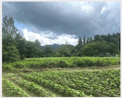  2024Ÿ��33517 ��� ���ֽ� ������ ��õ�� 443-14      ��Ÿ�������